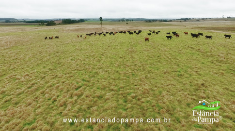 DA VARZEA ATE O GADO NA COXILHA.00_01_32_04.Quadro018_4a8734d671d1e5dbf0f304a69bf85702dddfad6d.jpg